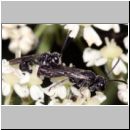 Mimumesa sp - Grabwespe 07c 6-7mm Paarung.jpg